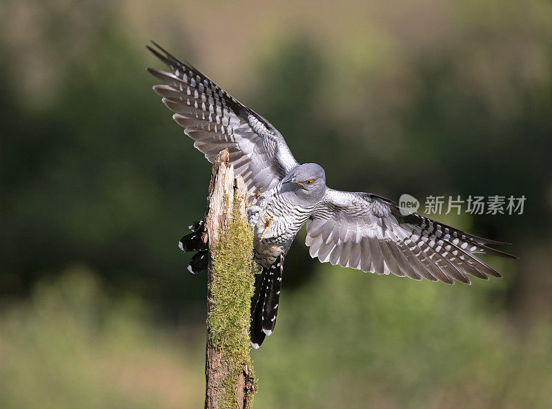 雄性杜鹃(Cuculus canorus)